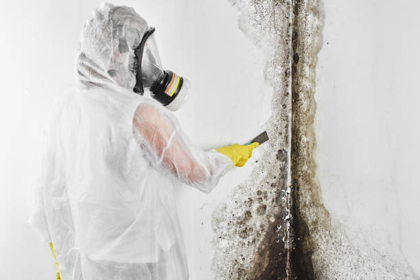 Best Kitchen Mold Remediation in Urbana, IL