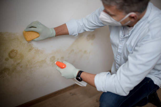 Best Emergency Mold Remediation in Urbana, IL