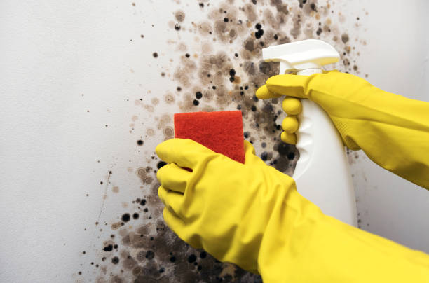 Best Mold Remediation for Schools in Urbana, IL