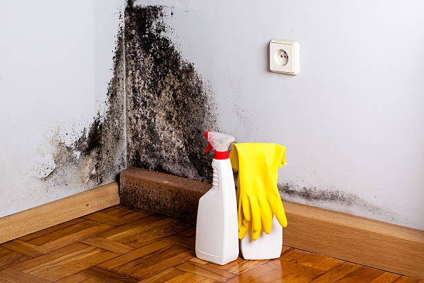 Best Mold Remediation for Specific Building Types in Urbana, IL