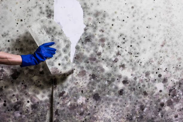 Best Residential Mold Remediation in Urbana, IL