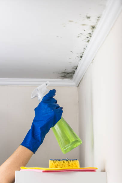 Best Health and Safety Mold Remediation in Urbana, IL