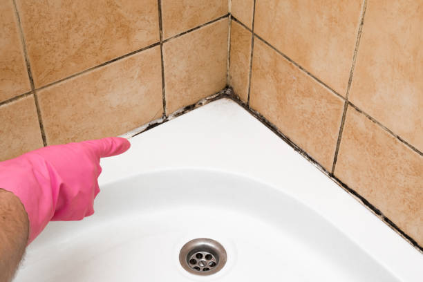 Best Post-Flood Mold Remediation in Urbana, IL